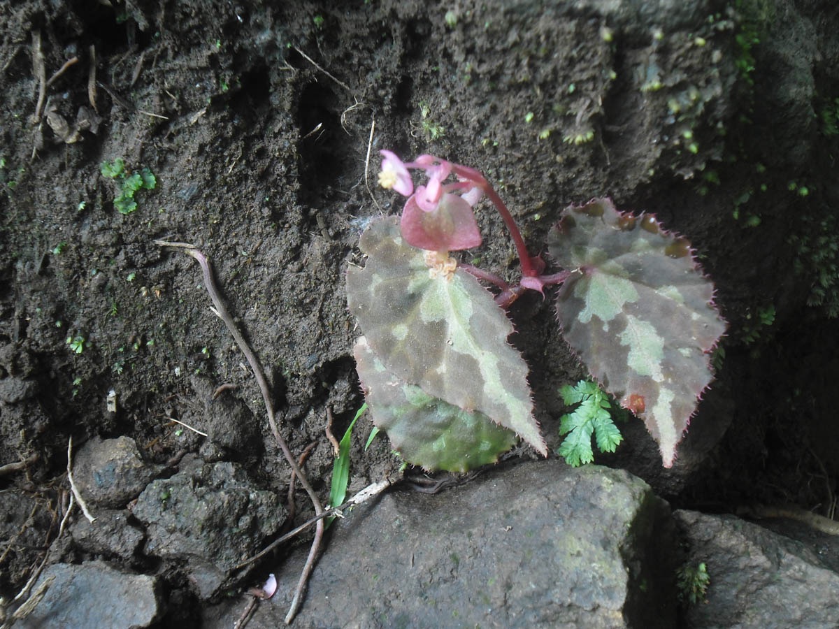 B. bolsteri